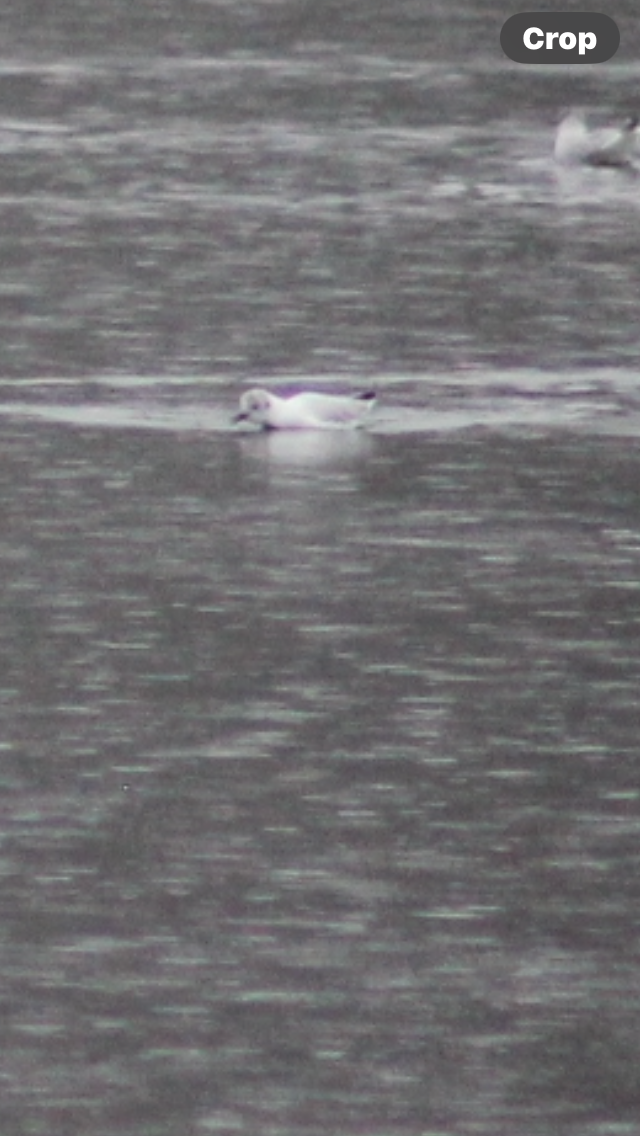 Bonaparte's Gull - ML616836540