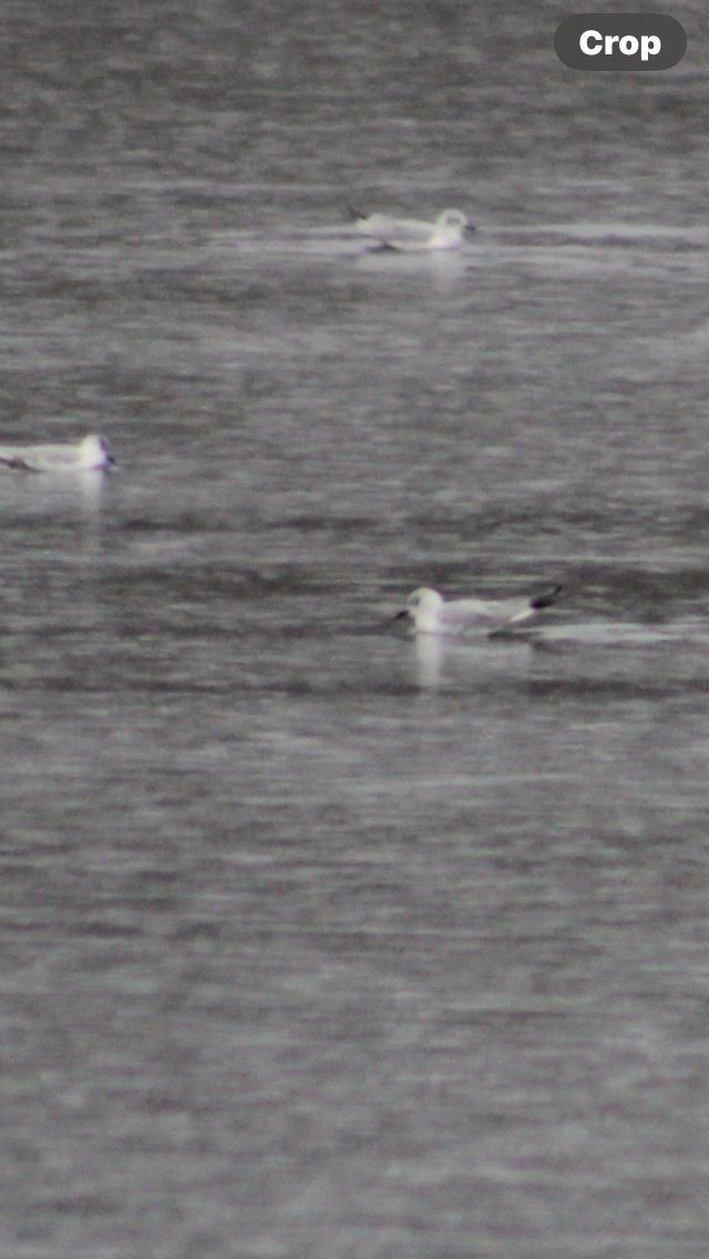 Mouette de Bonaparte - ML616836541