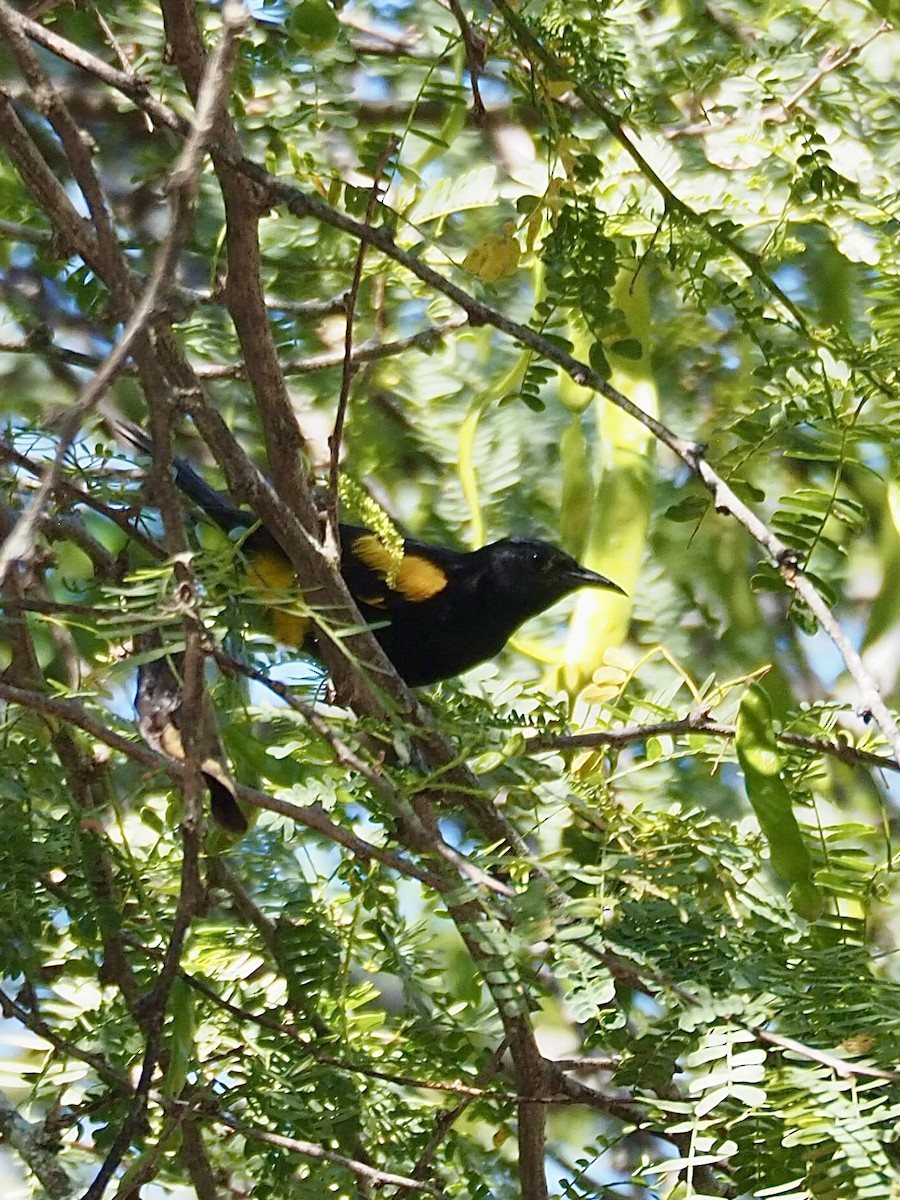 Hispaniolan Oriole - ML616836548