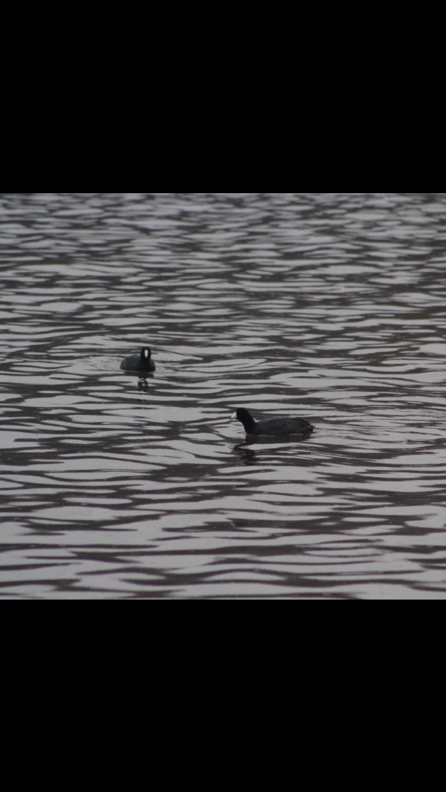 American Coot - ML616836567