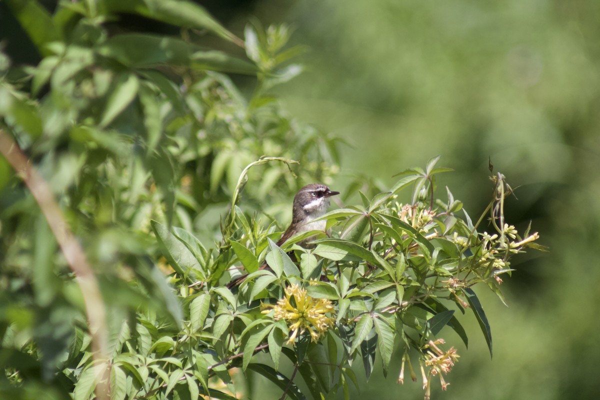 White-browed Scrubwren - ML616836573