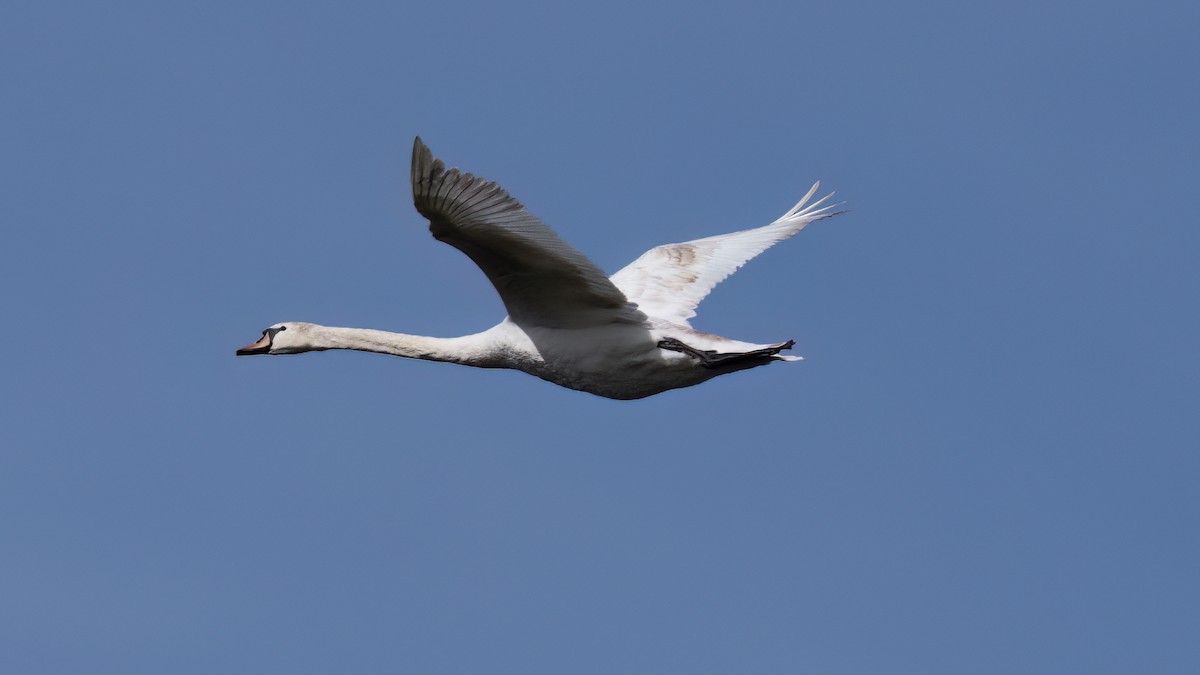 Cygne tuberculé - ML616836606