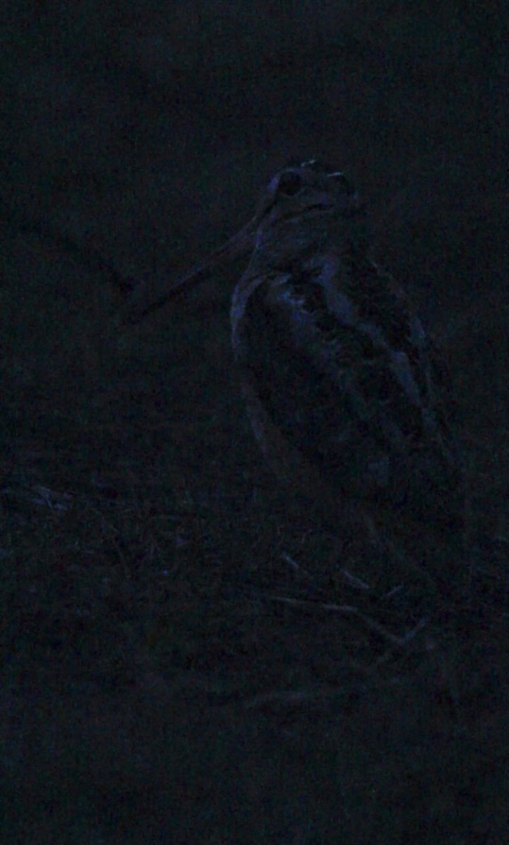 アメリカヤマシギ - ML616836613