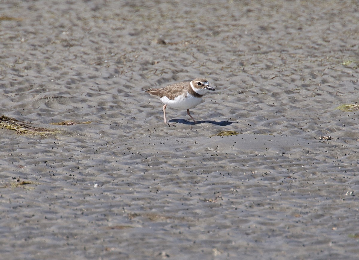 Wilson's Plover - ML616836630