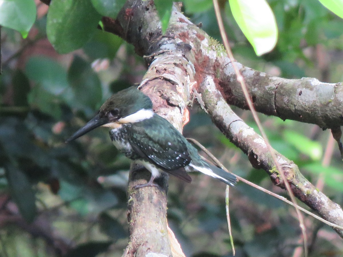 Green Kingfisher - ML616836656