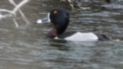 Ring-necked Duck - ML616836670