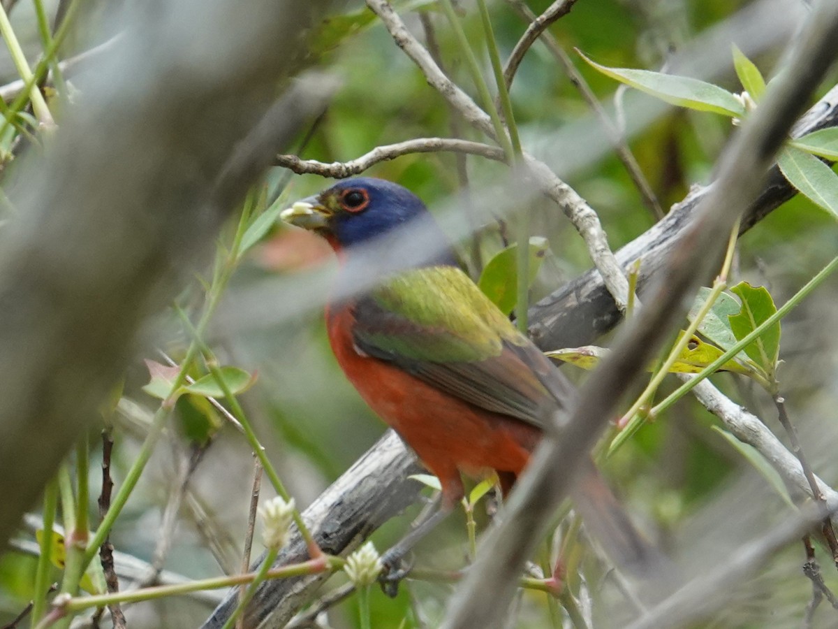 Painted Bunting - ML616836700