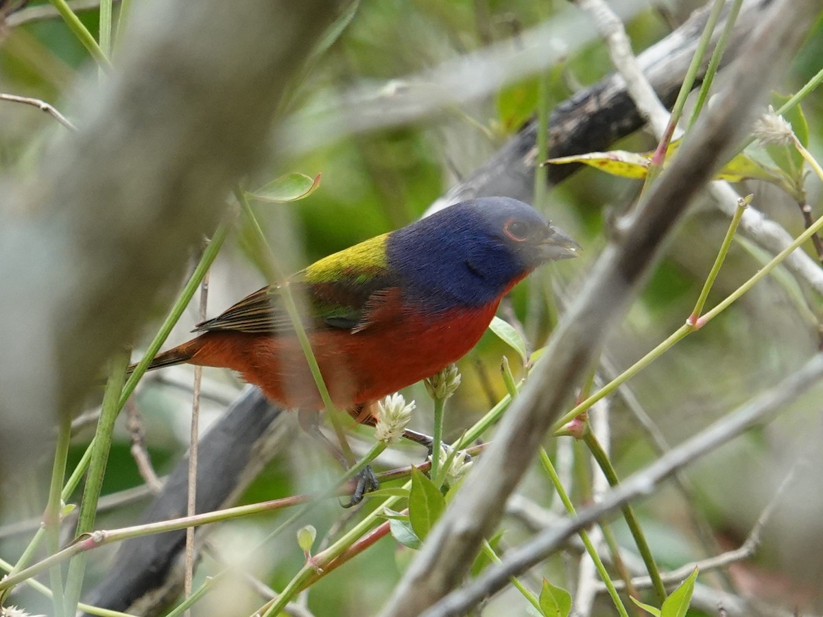 Painted Bunting - ML616836701