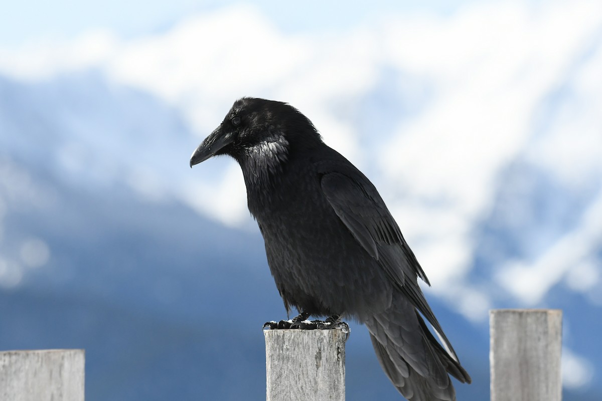 Common Raven - ML616836702