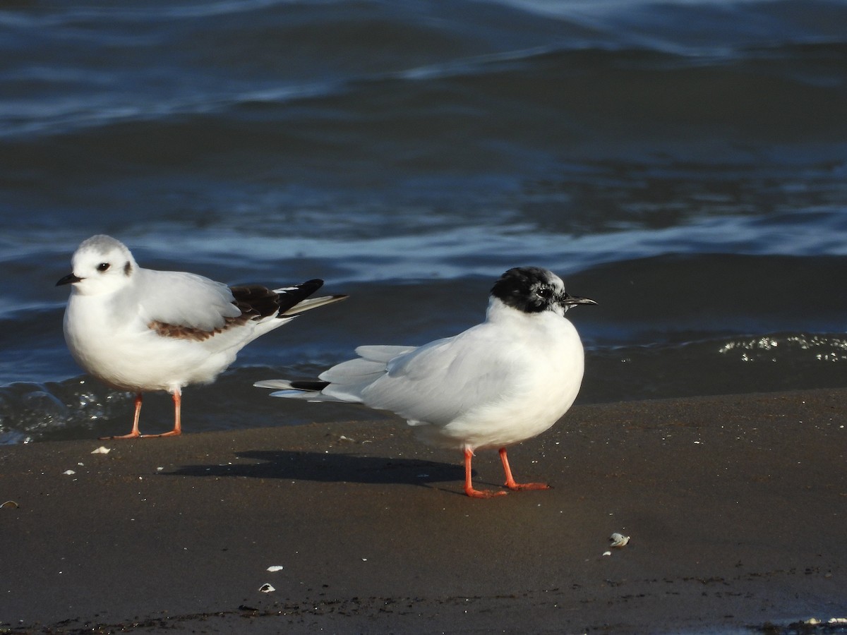 Little Gull - ML616836711