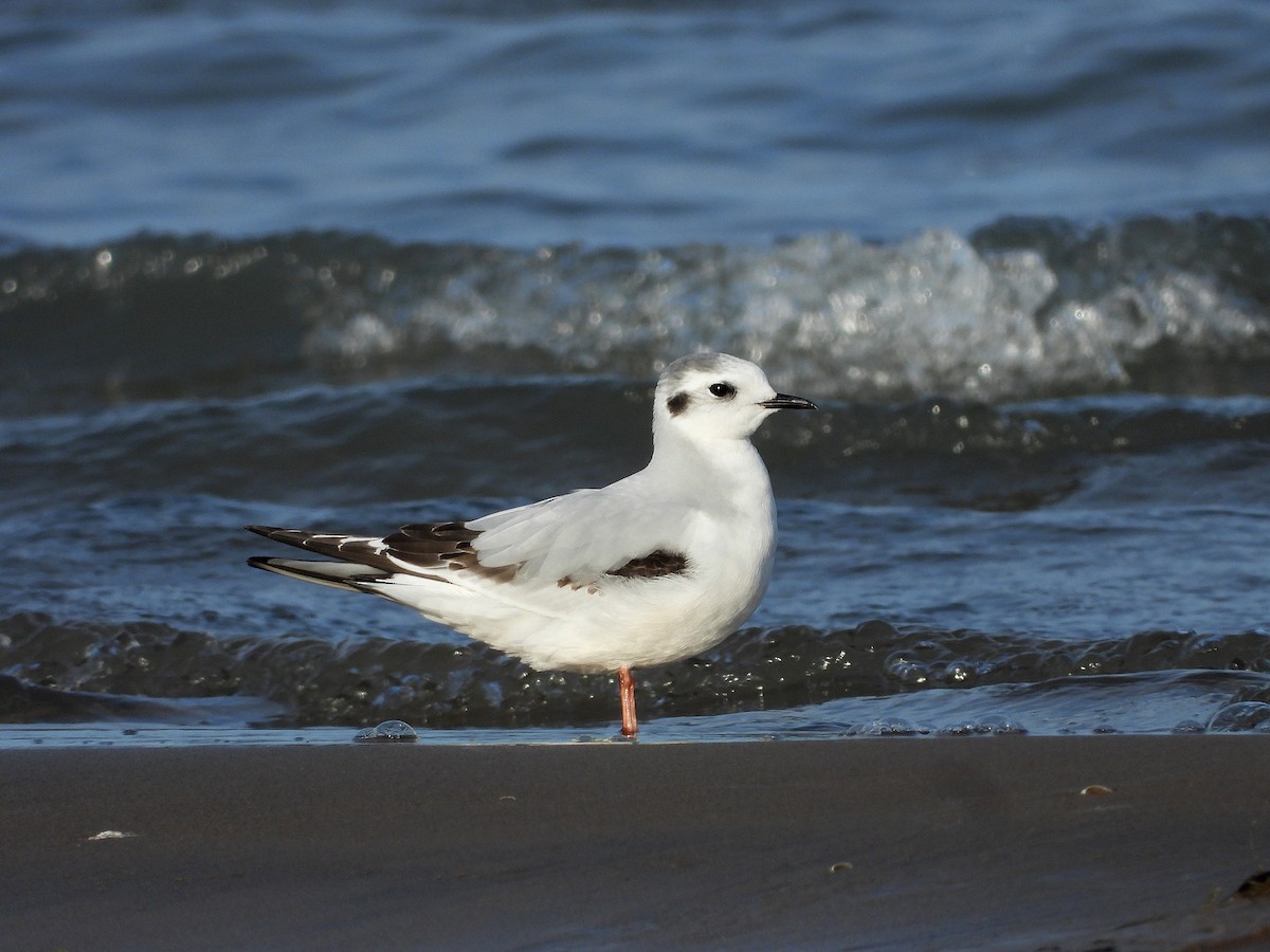 Little Gull - ML616836715