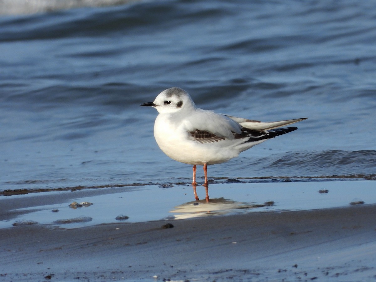 Little Gull - ML616836716