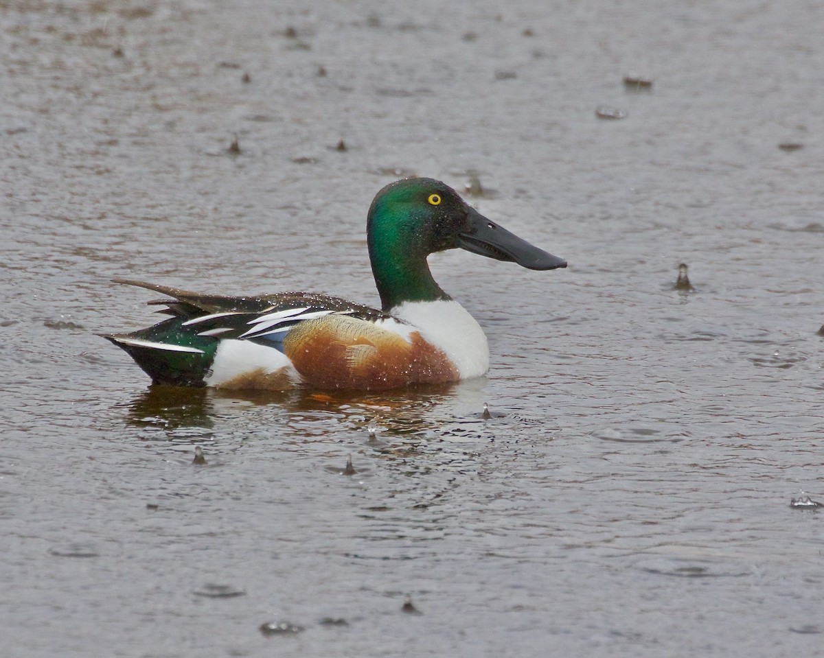 Northern Shoveler - Jack & Holly Bartholmai