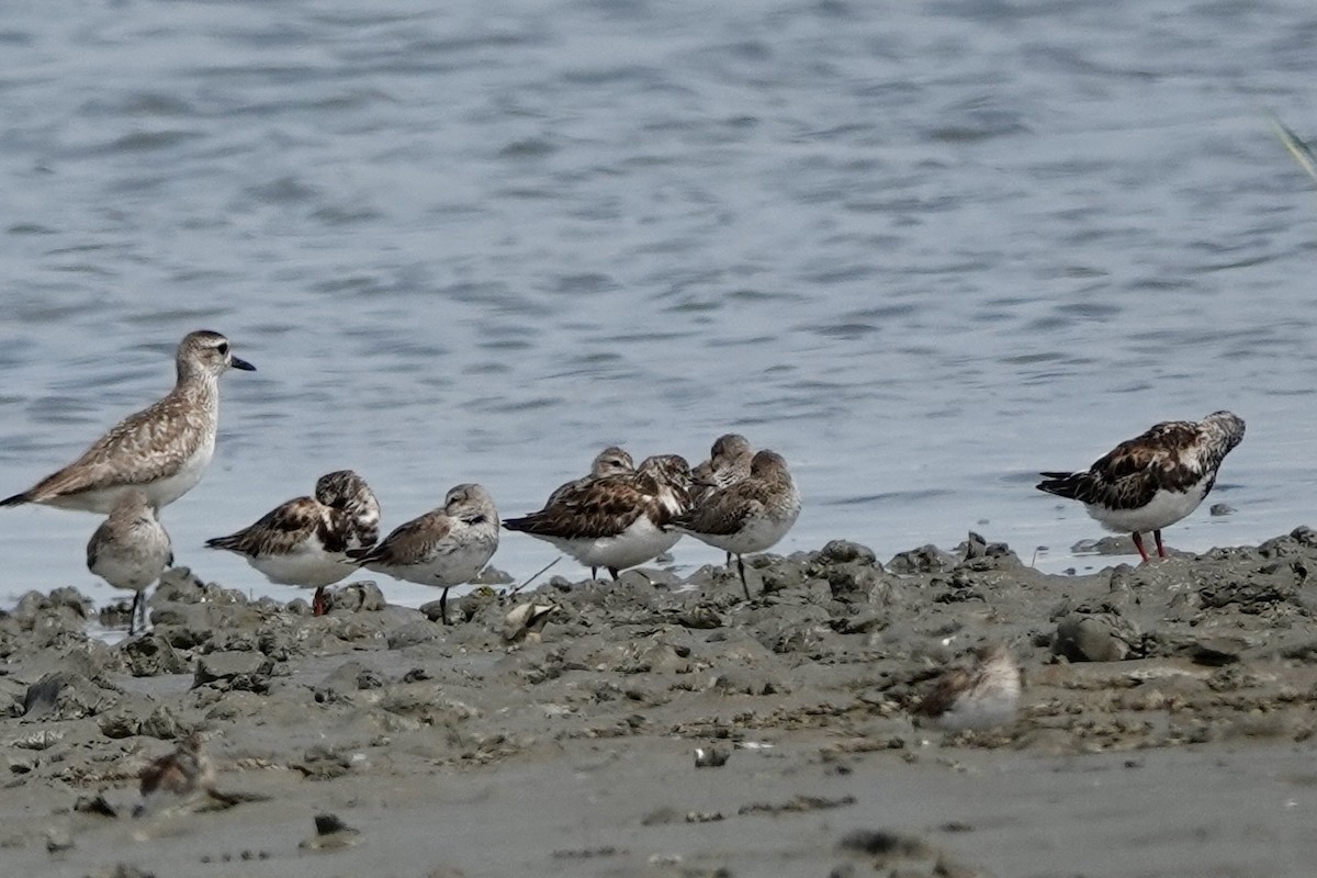 Ruddy Turnstone - ML616836754