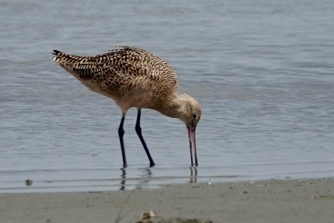 Marbled Godwit - ML616836768