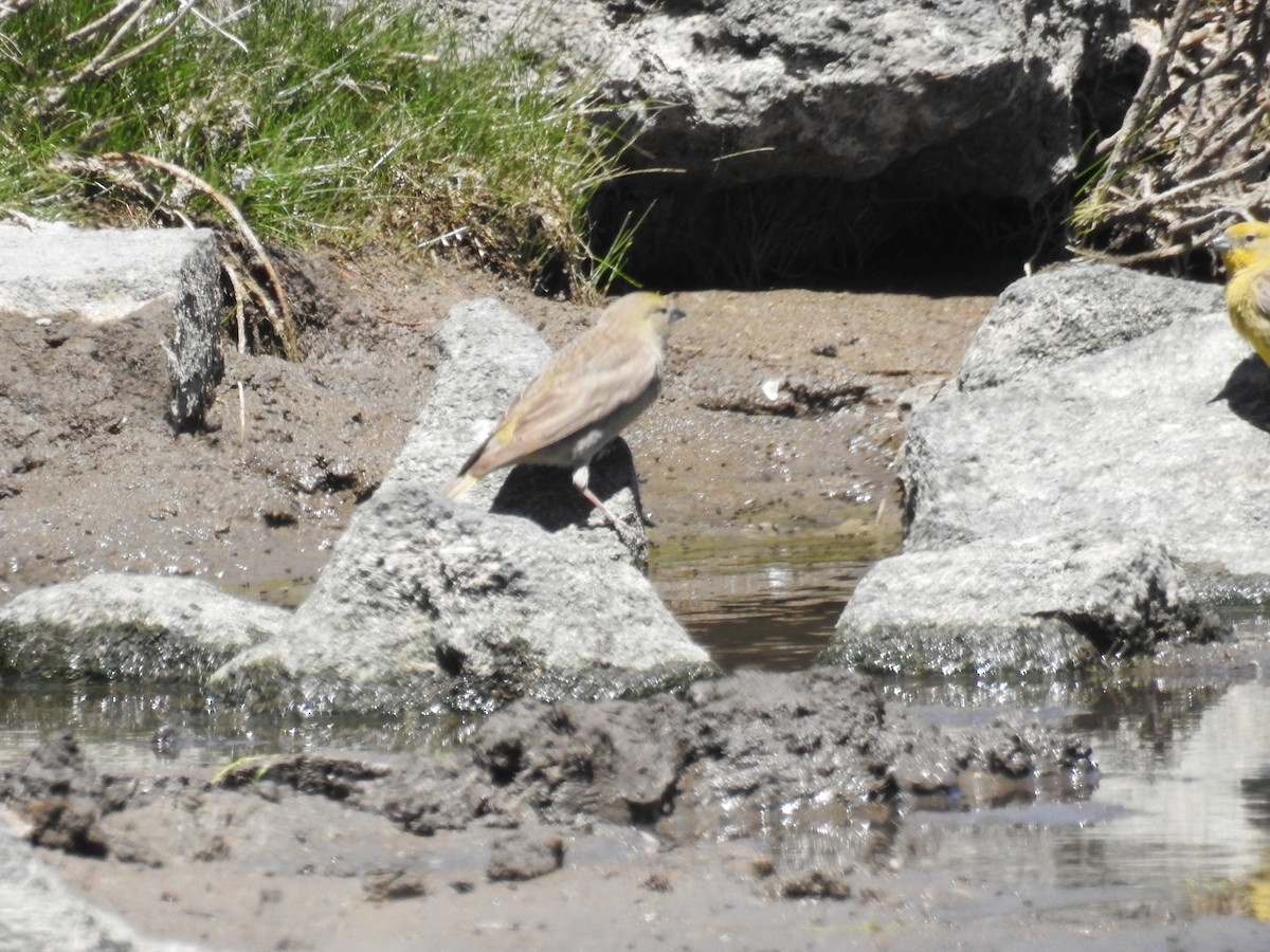 Greater Yellow-Finch - ML616836788