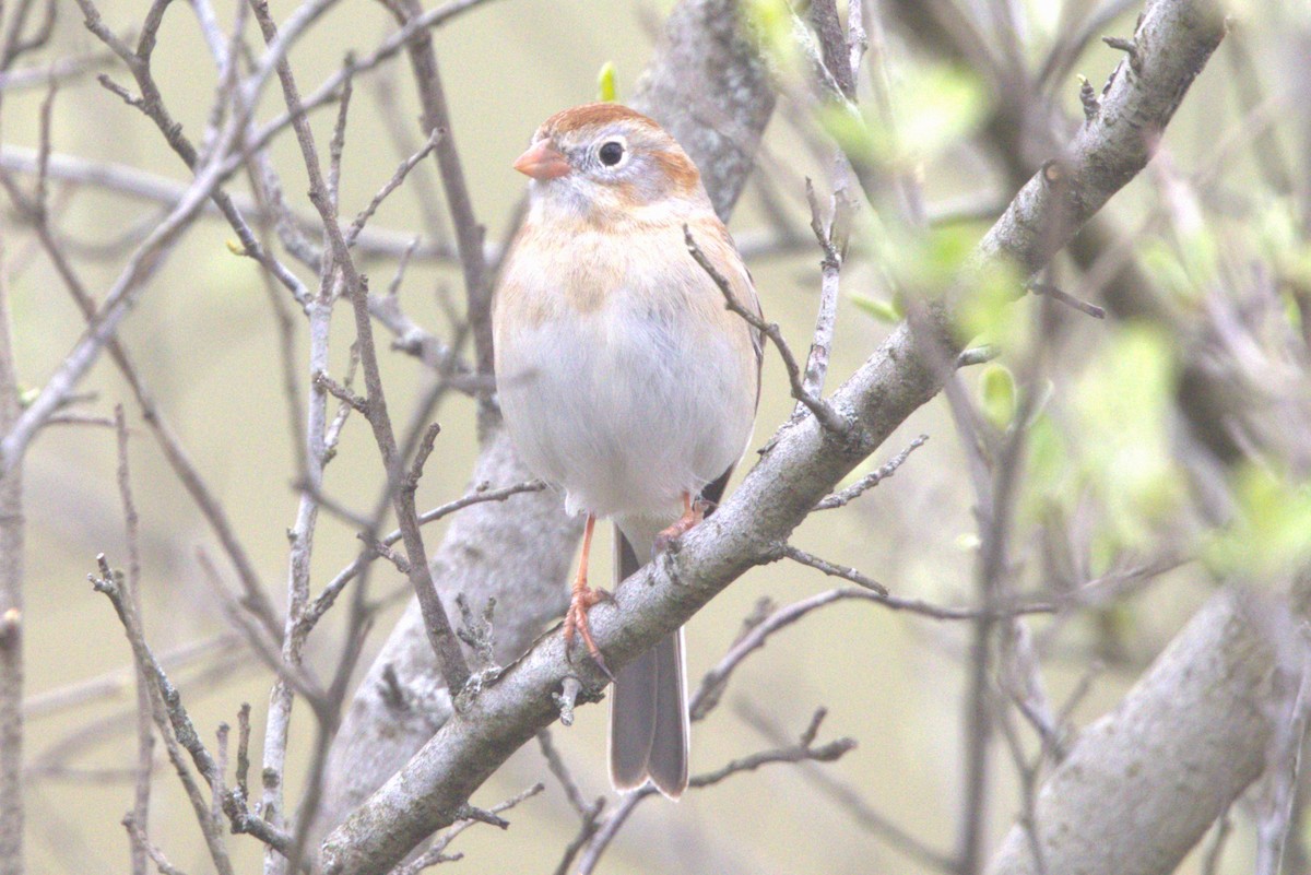 Field Sparrow - ML616836794