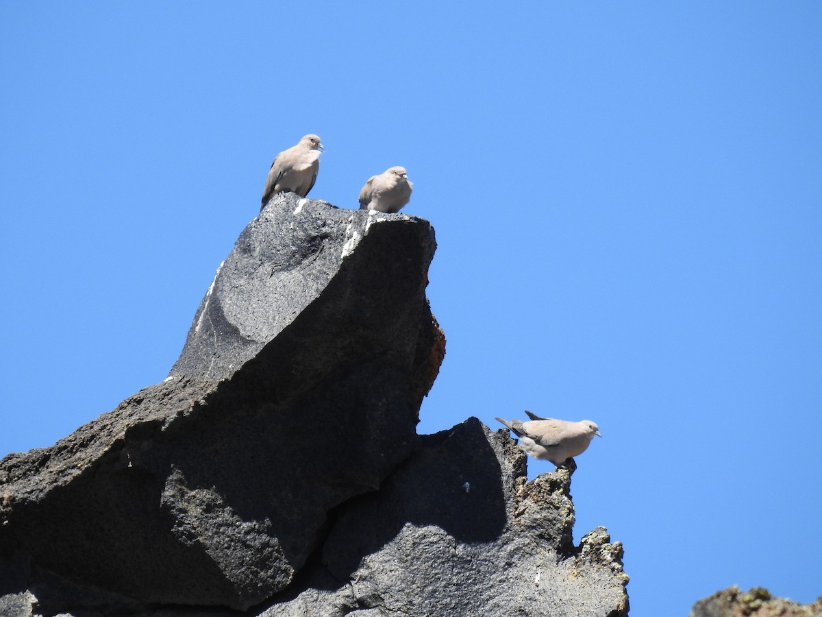 Black-winged Ground Dove - ML616836864