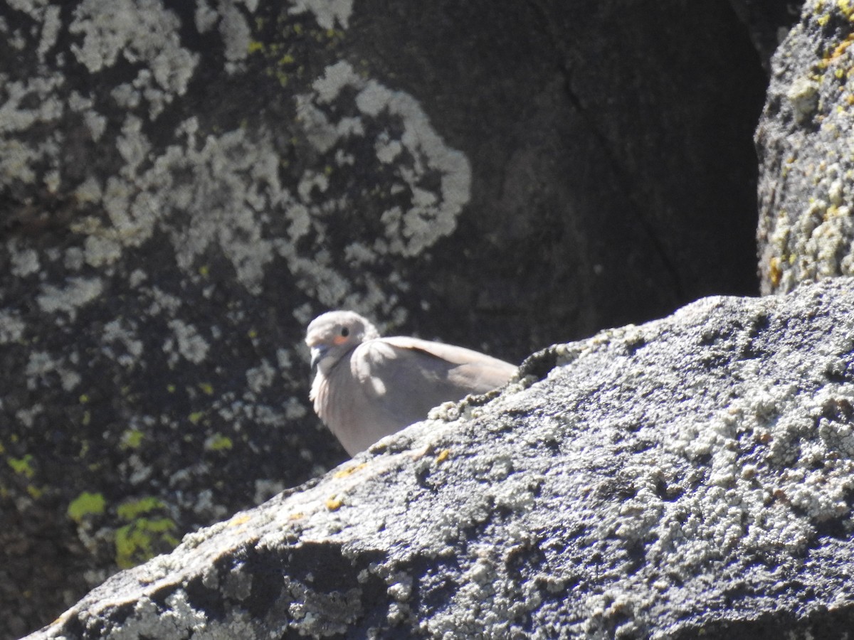 Black-winged Ground Dove - adriana centeno