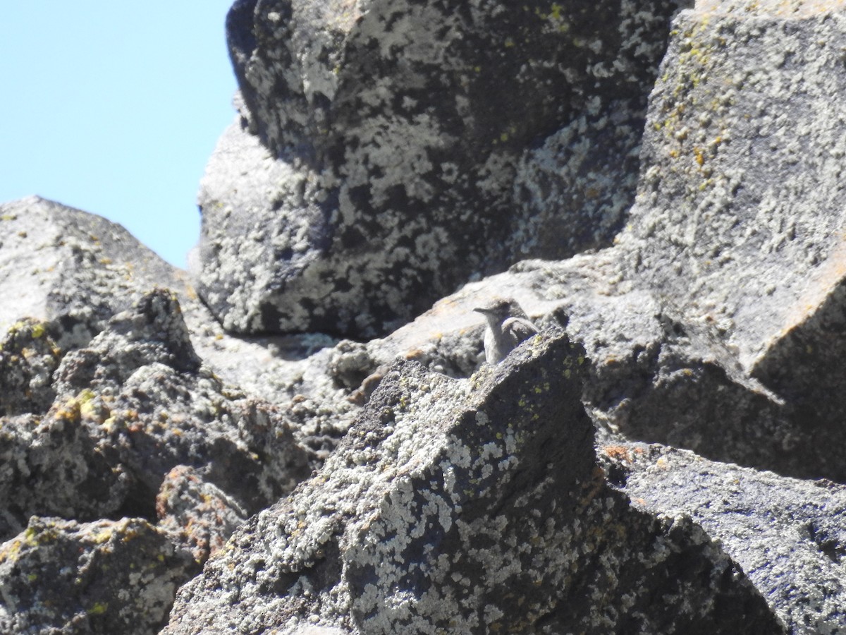 Black-billed Shrike-Tyrant - ML616836889