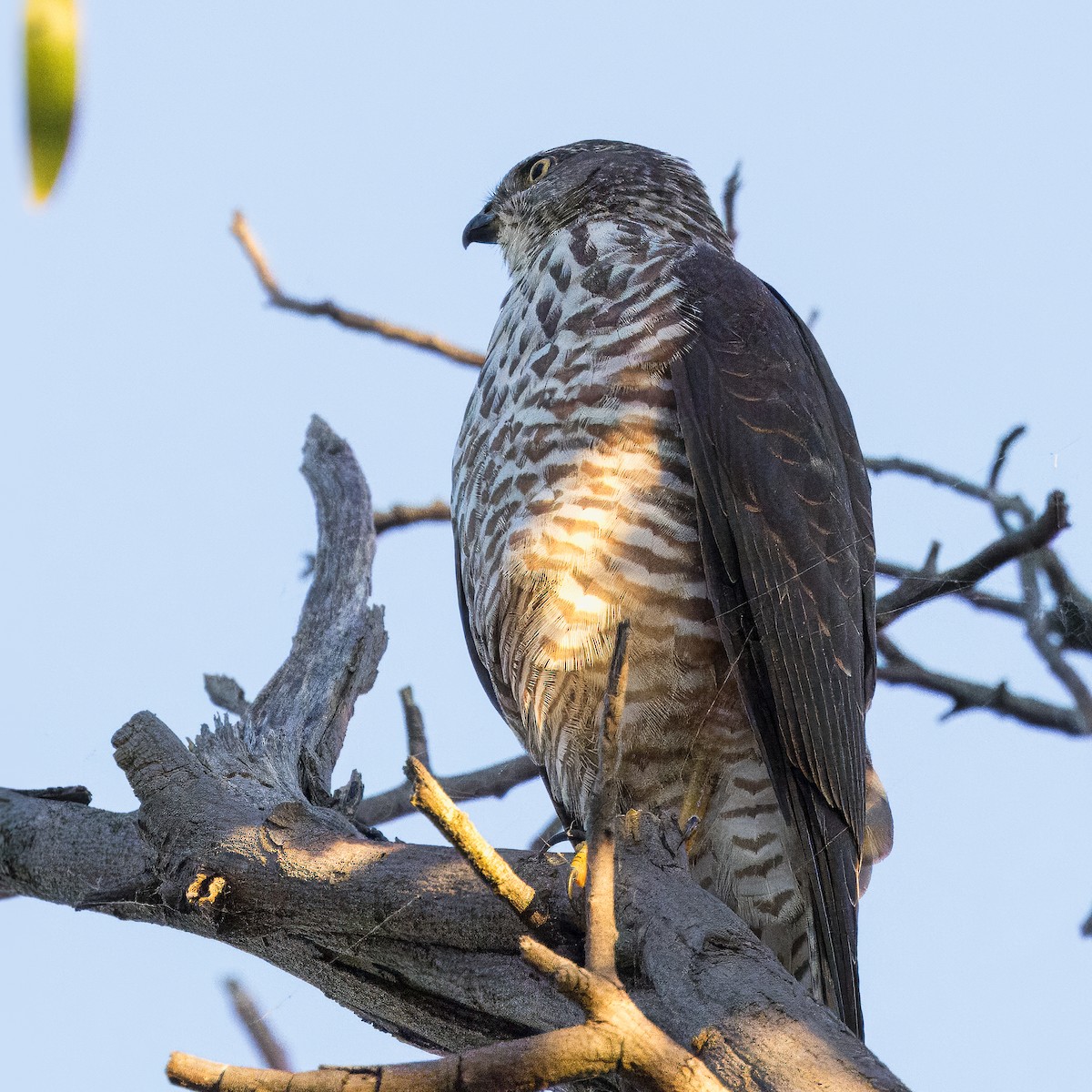 Brown Goshawk - Cedric Bear