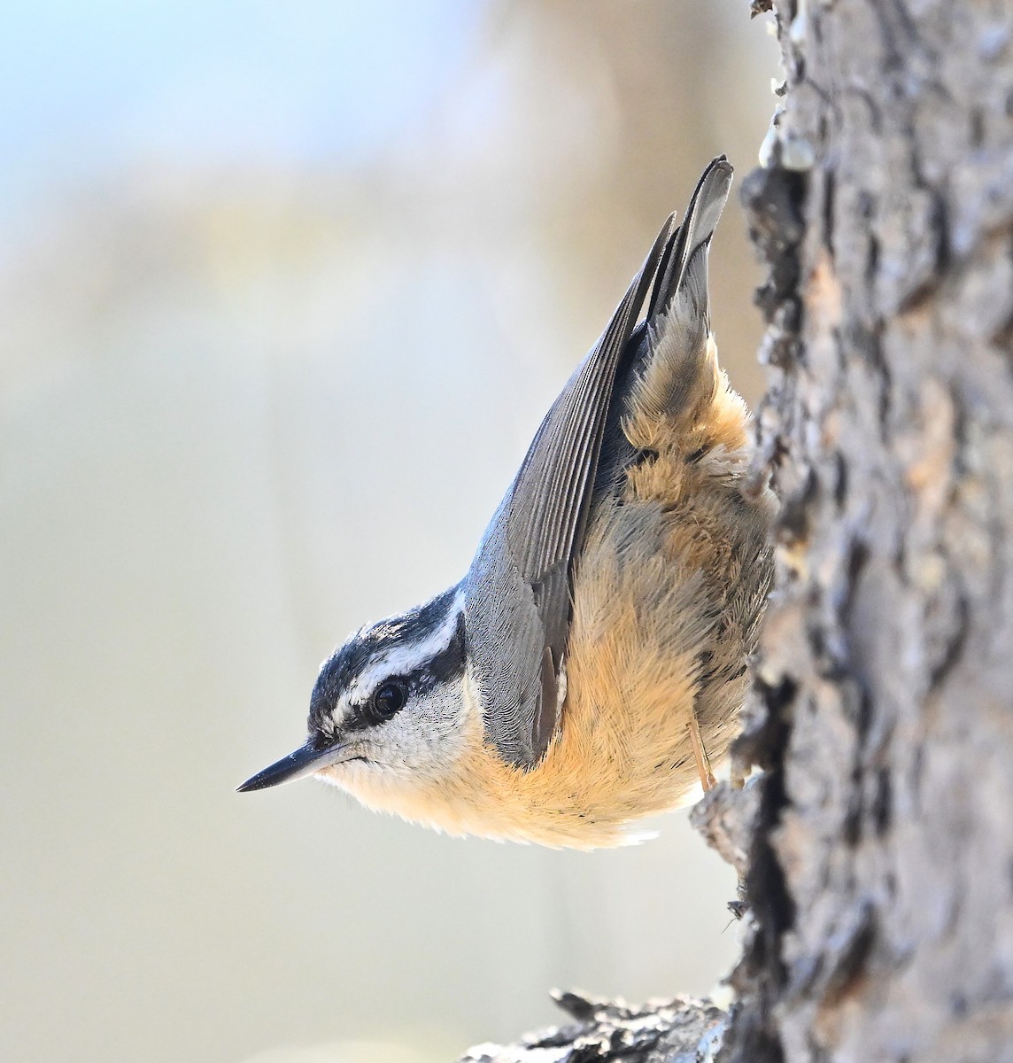 Red-breasted Nuthatch - ML616836954