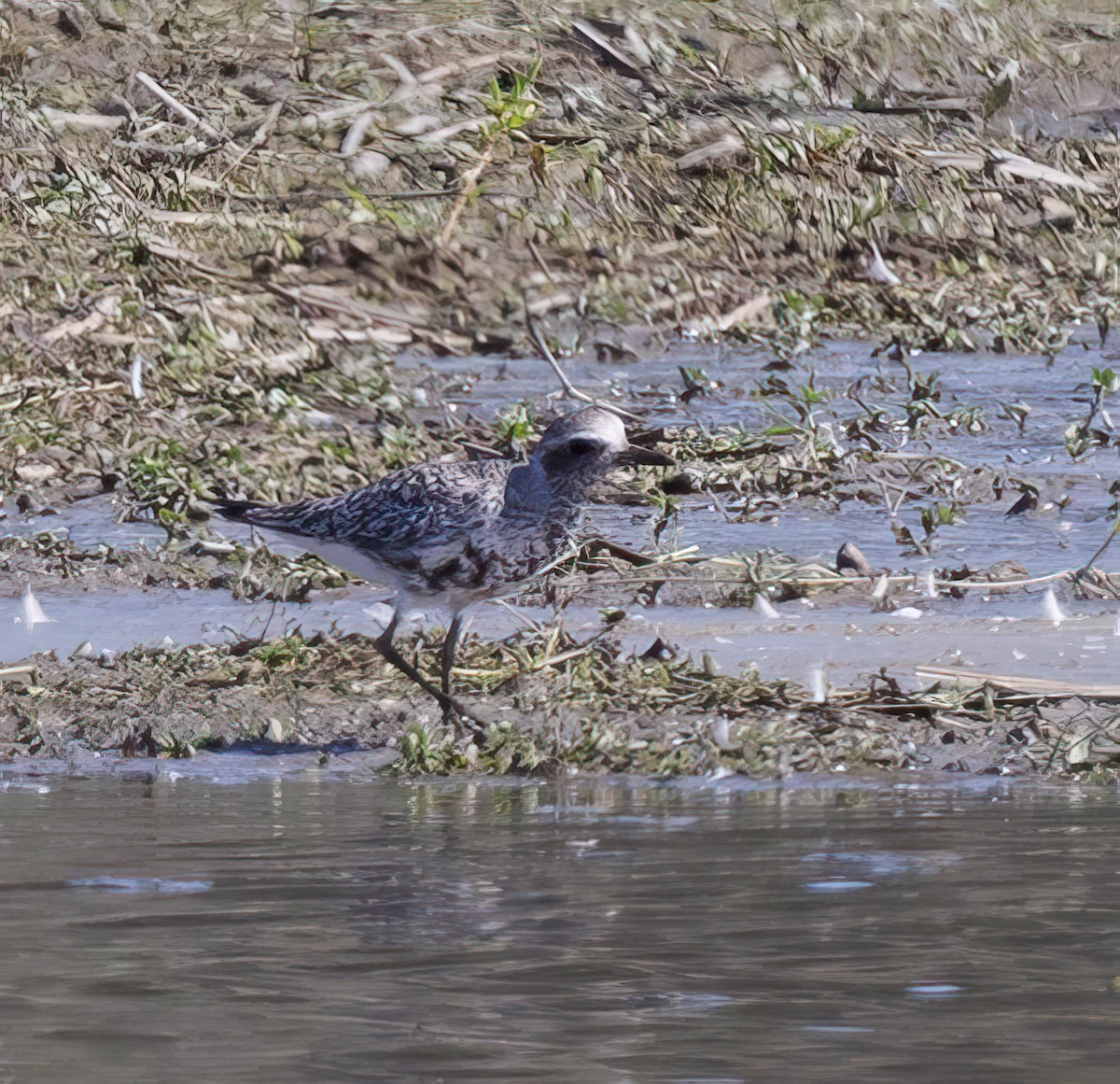 Black-bellied Plover - ML616836973