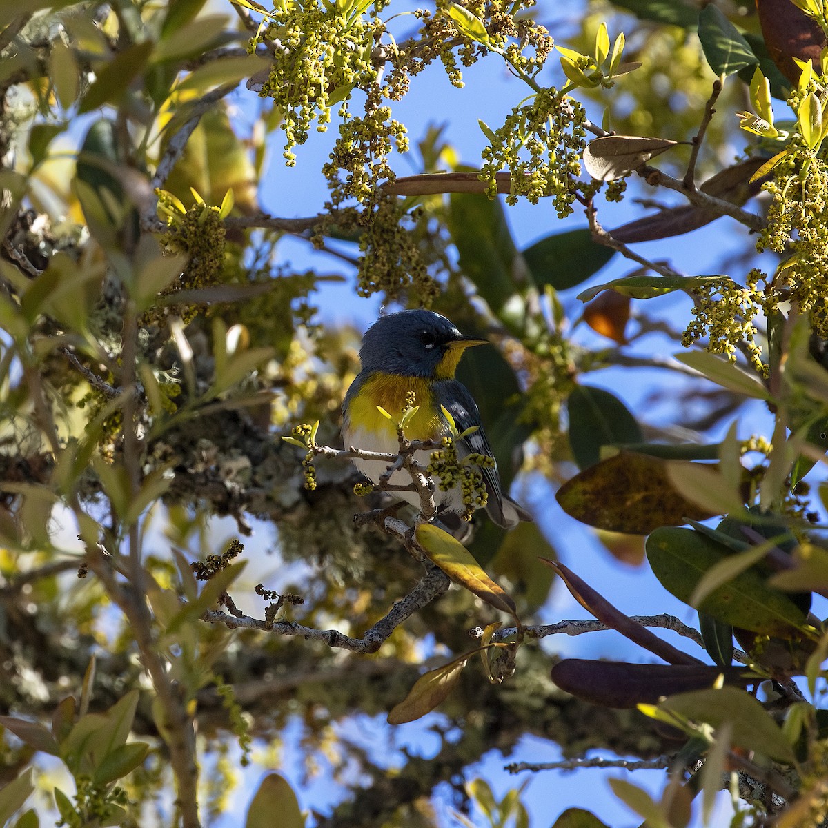 Northern Parula - ML616836997