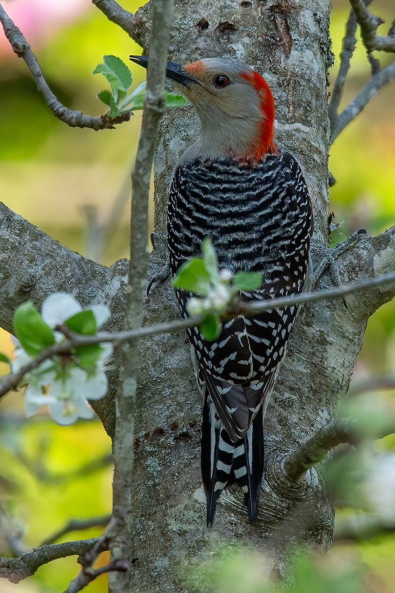 Red-bellied Woodpecker - ML616837027