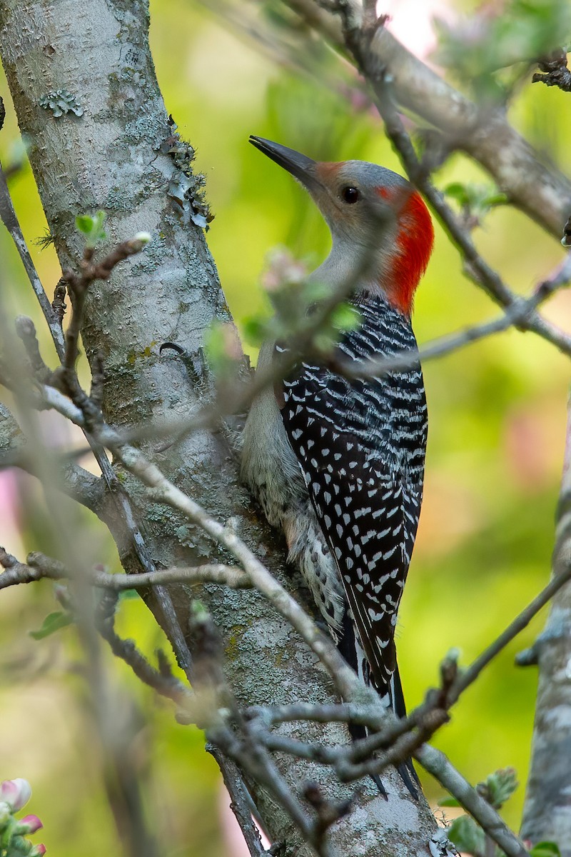 Red-bellied Woodpecker - ML616837028