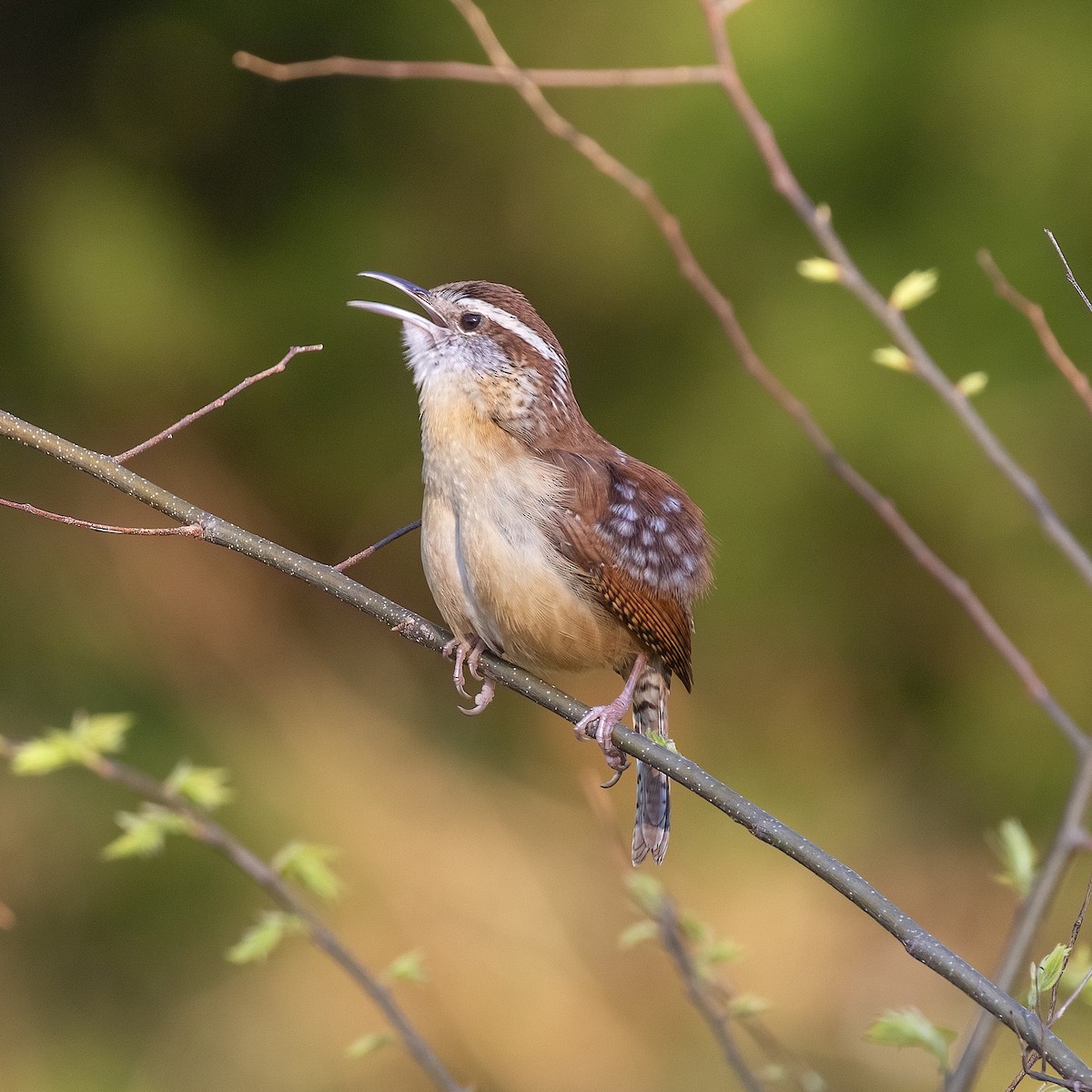 Carolina Wren - ML616837035