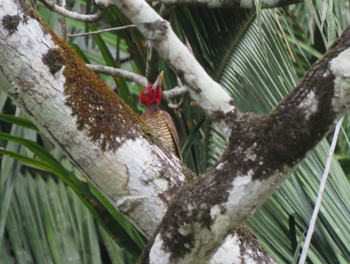 Pale-billed Woodpecker - ML616837050
