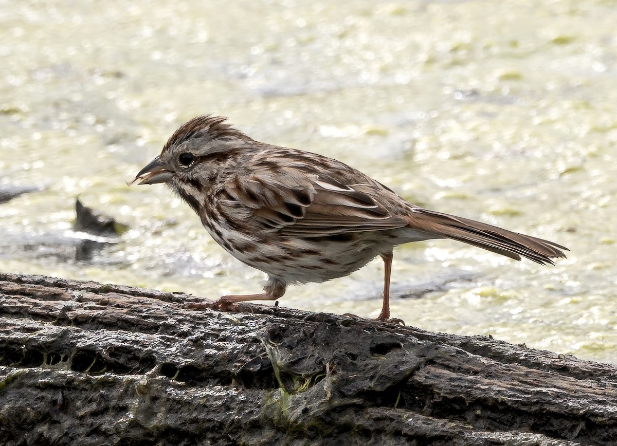 Song Sparrow - ML616837062