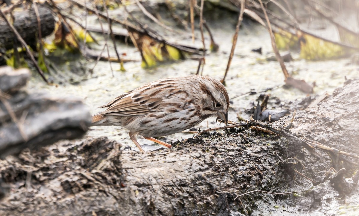 Song Sparrow - ML616837063