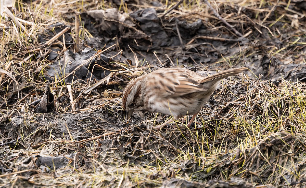 Song Sparrow - ML616837065