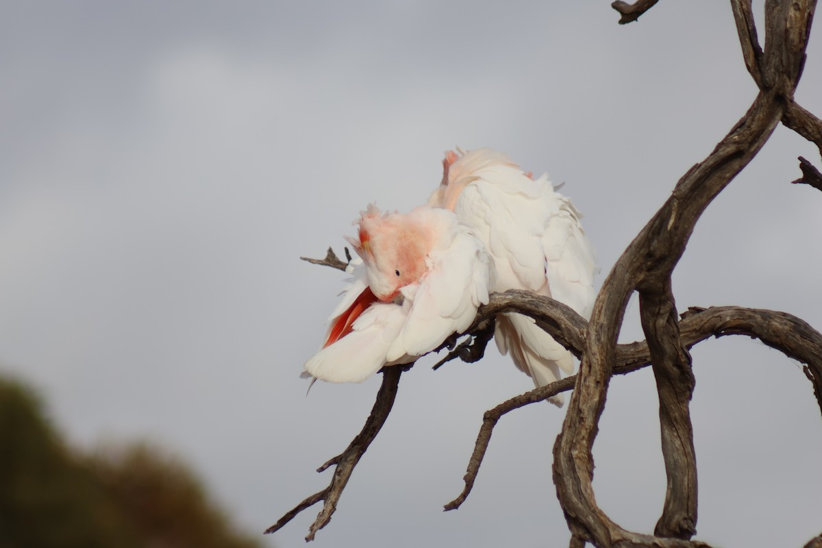 Pink Cockatoo - Kirrilee Moore