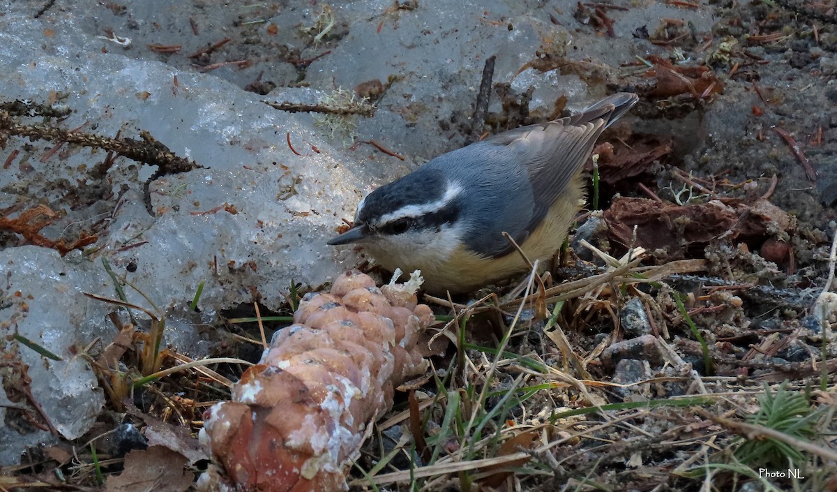 Red-breasted Nuthatch - ML616837131