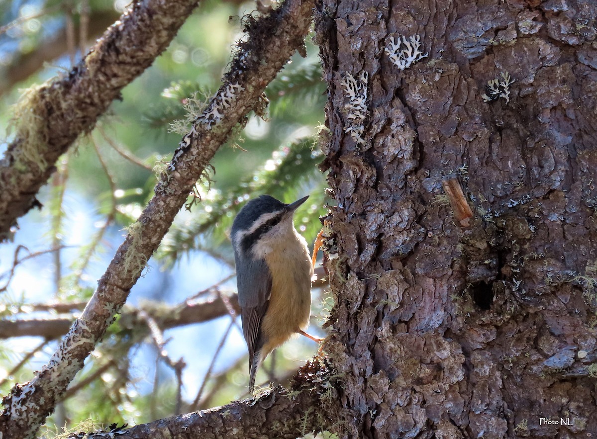 Red-breasted Nuthatch - ML616837133