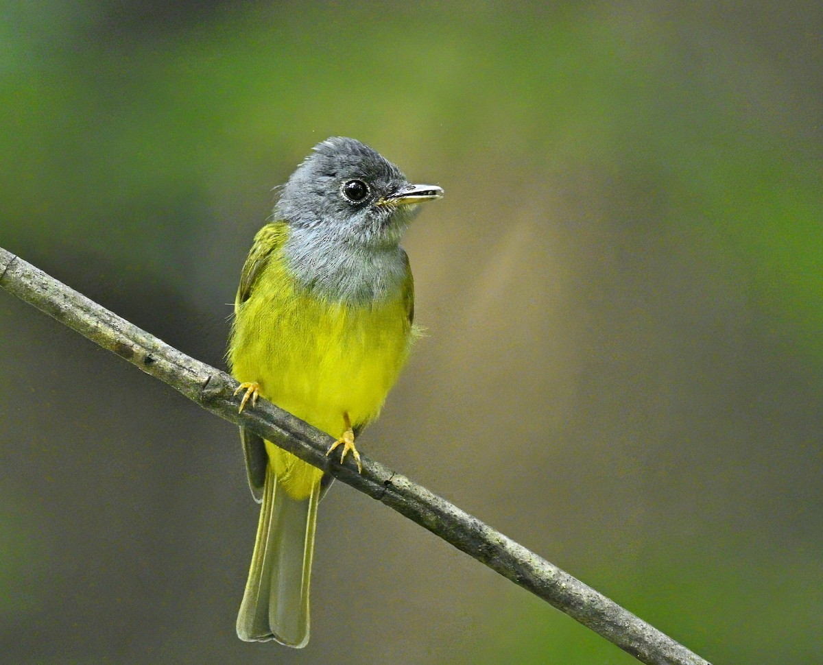 Gray-headed Canary-Flycatcher - ML616837134