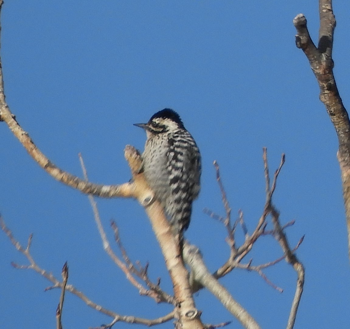 Ladder-backed Woodpecker - Doug Spindler