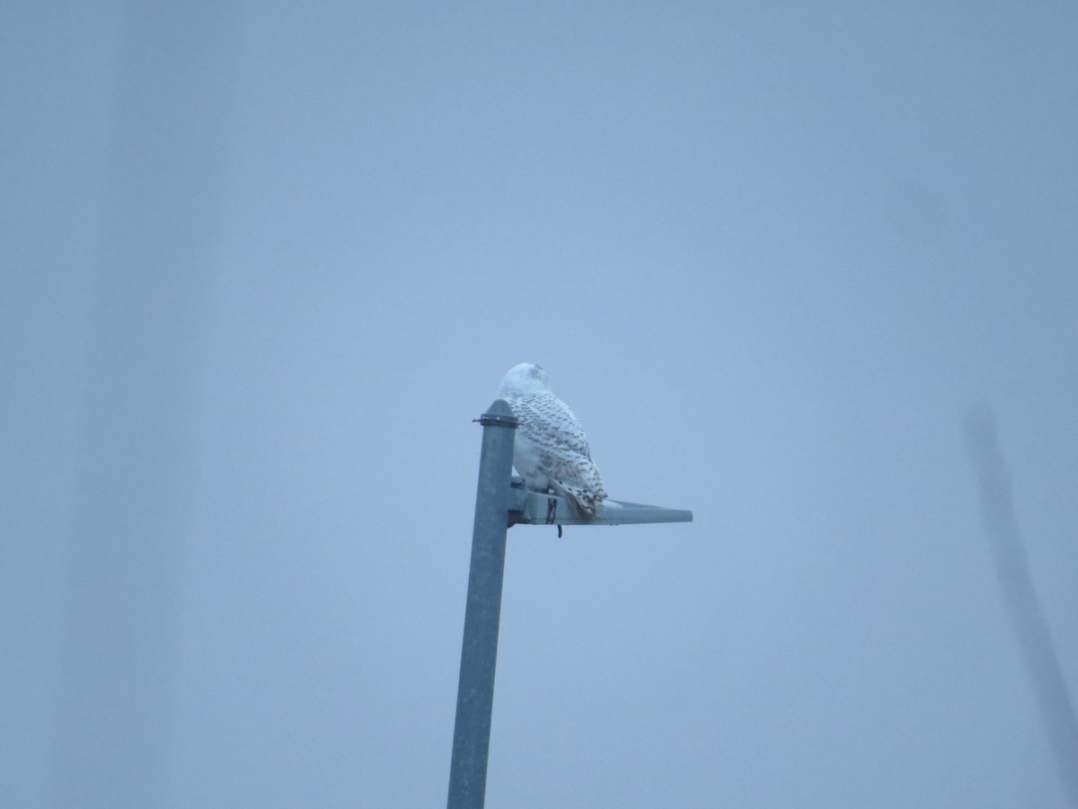 Snowy Owl - John Brenneman