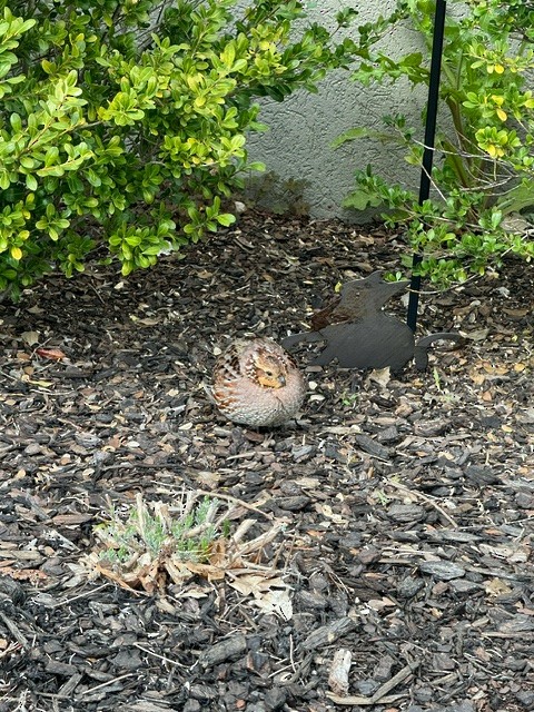 Northern Bobwhite - ML616837210