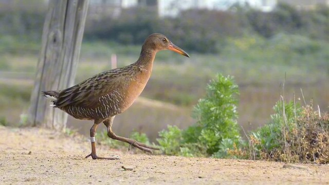 Ridgway's Rail - ML616837230