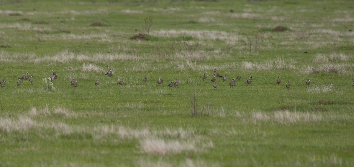 American Golden-Plover - ML616837232