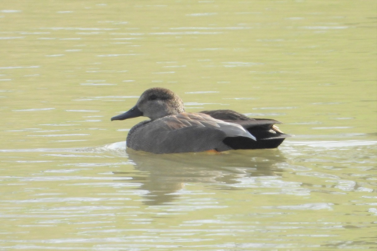 Gadwall - ML616837270