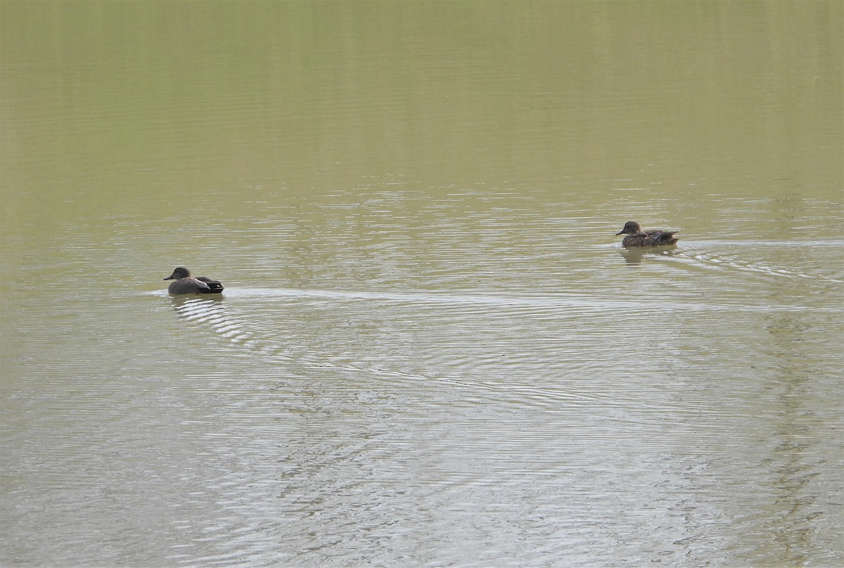 Gadwall - Marcia Suchy