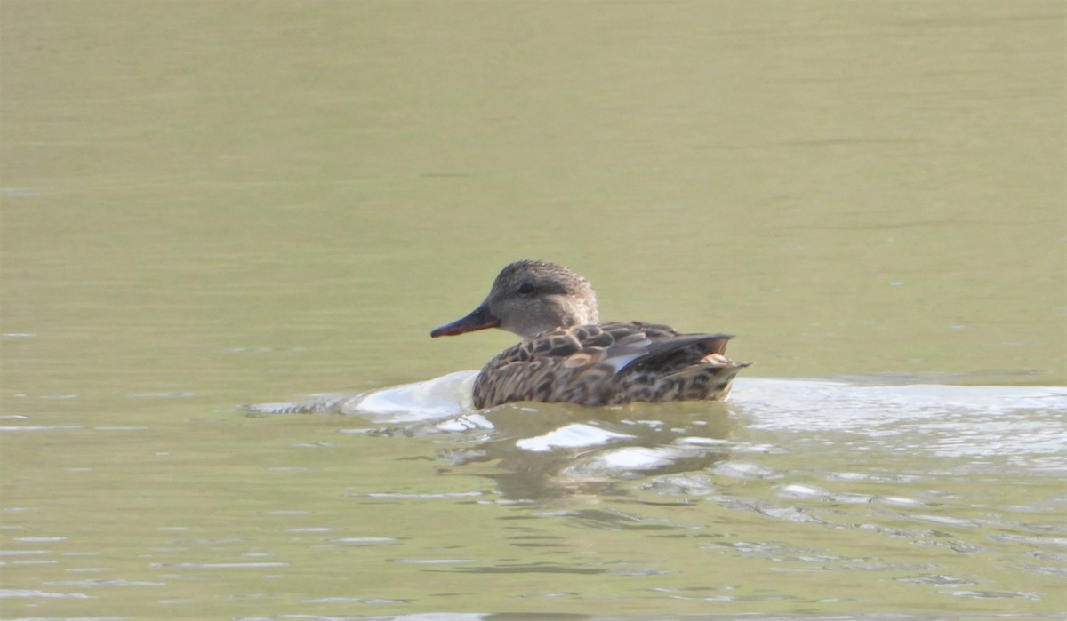 Gadwall - ML616837272