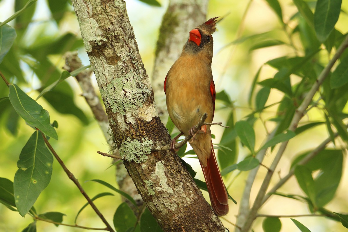 Northern Cardinal - ML616837348