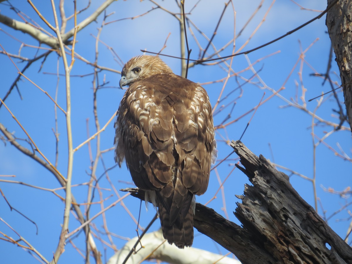 Red-tailed Hawk - John Brenneman