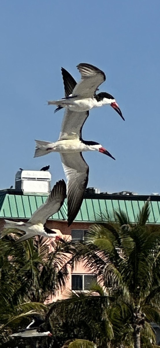 Black Skimmer - ML616837411